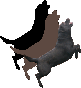 élevage labradors et flatcoated retriever dyana'lys