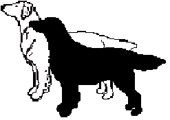 élevage labradors et flatcoated retriever dyana'lys